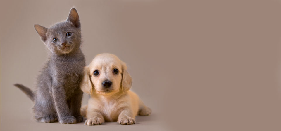 Puppy Image