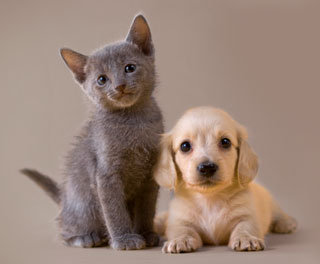 Puppy Image